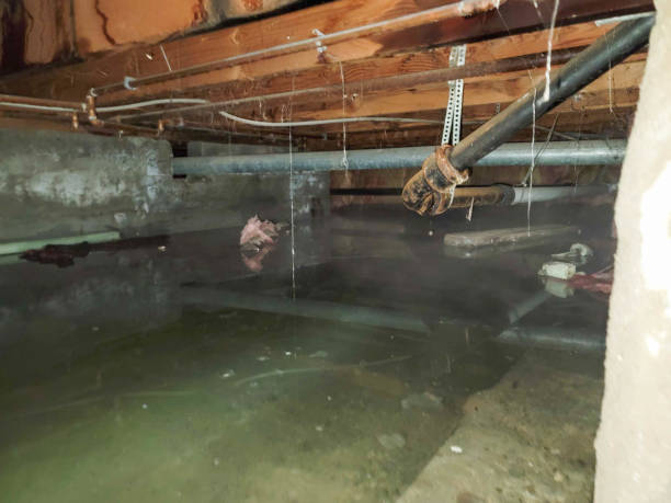 Best Carpet water damage restoration  in St James, MD