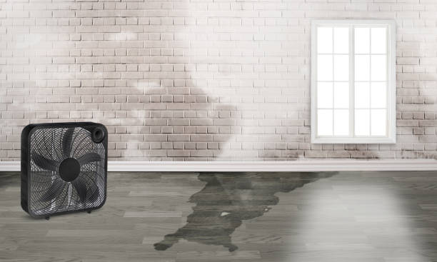 Best Basement water damage restoration  in St James, MD